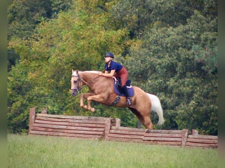 American Quarter Horse Castrone 14 Anni 152 cm Palomino in Borden