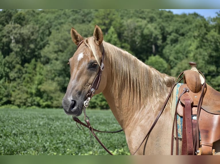 American Quarter Horse Castrone 14 Anni 152 cm Palomino in Crab Orchard, KY