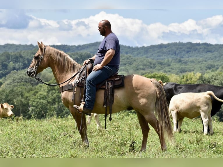 American Quarter Horse Castrone 14 Anni 152 cm Palomino in Crab Orchard, KY