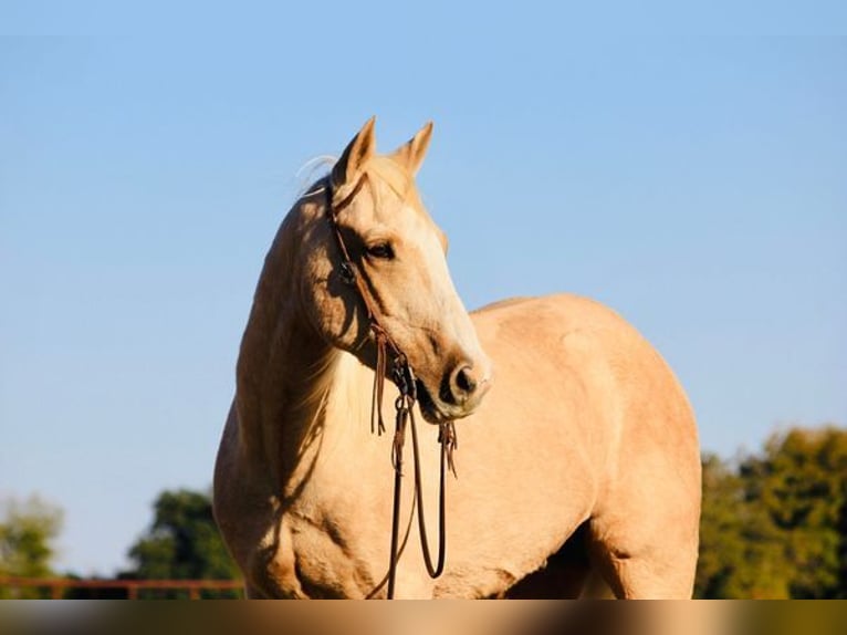 American Quarter Horse Castrone 14 Anni 152 cm Palomino in Weatherford, TX