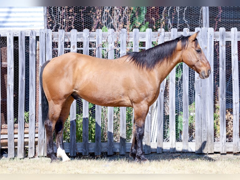 American Quarter Horse Castrone 14 Anni 152 cm Pelle di daino in Forney