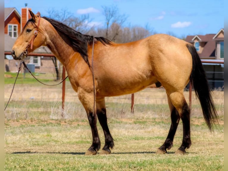 American Quarter Horse Castrone 14 Anni 152 cm Pelle di daino in Bluff Dale, TX