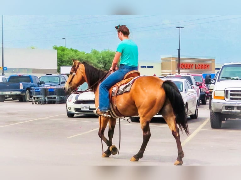 American Quarter Horse Castrone 14 Anni 152 cm Pelle di daino in Bluff Dale, TX