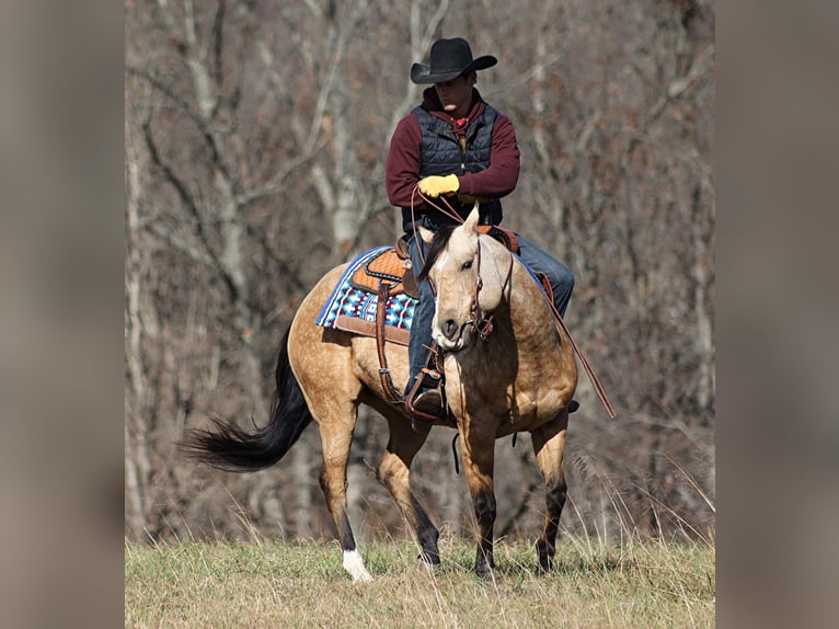 American Quarter Horse Castrone 14 Anni 152 cm Pelle di daino in Brodhead KY