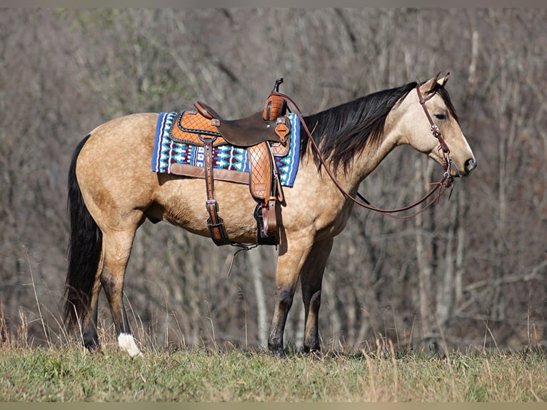 American Quarter Horse Castrone 14 Anni 152 cm Pelle di daino in Brodhead KY