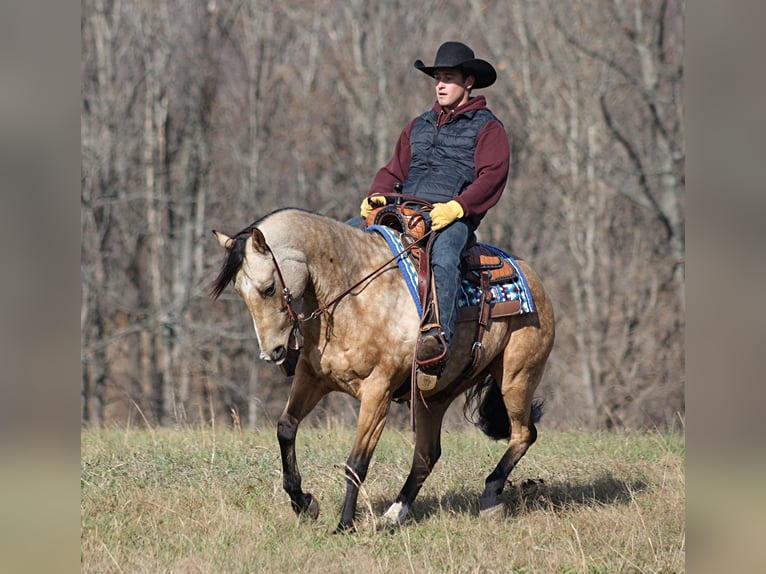 American Quarter Horse Castrone 14 Anni 152 cm Pelle di daino in Brodhead KY