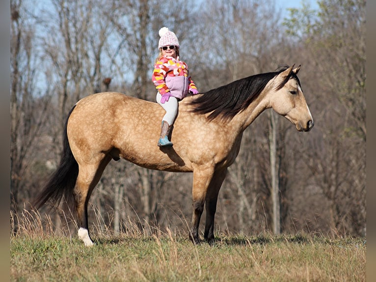 American Quarter Horse Castrone 14 Anni 152 cm Pelle di daino in Brodhead KY