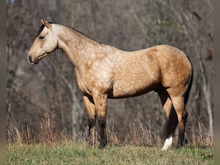 American Quarter Horse Castrone 14 Anni 152 cm Pelle di daino in Brodhead KY