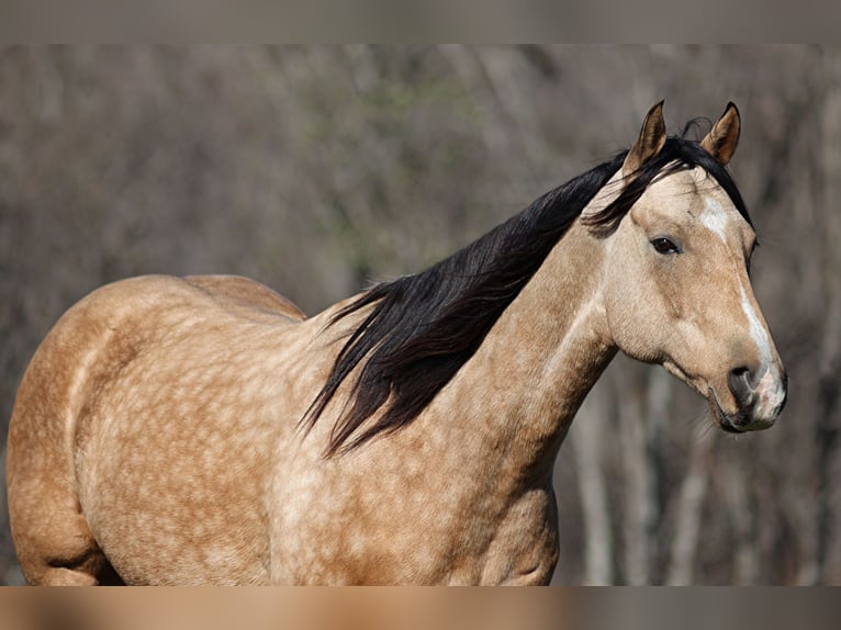 American Quarter Horse Castrone 14 Anni 152 cm Pelle di daino in Brodhead KY