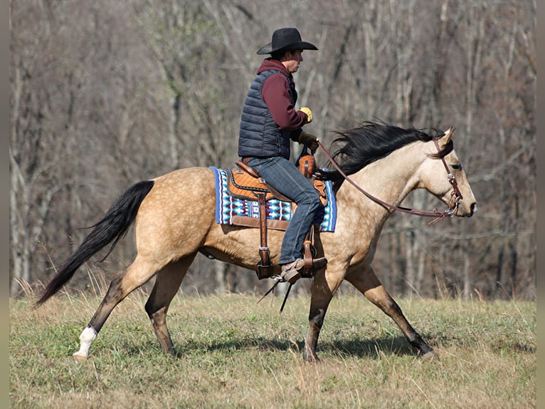 American Quarter Horse Castrone 14 Anni 152 cm Pelle di daino in Brodhead KY