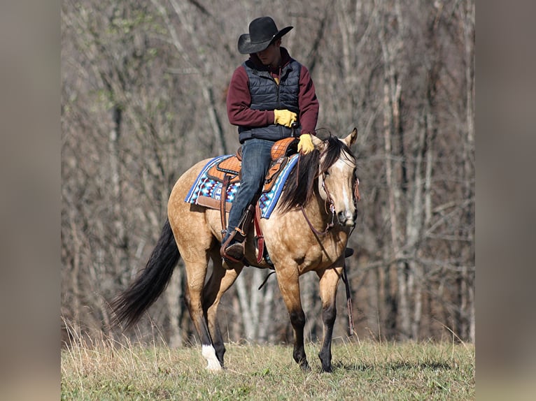 American Quarter Horse Castrone 14 Anni 152 cm Pelle di daino in Brodhead KY