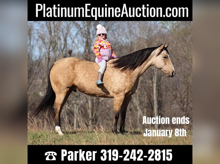 American Quarter Horse Castrone 14 Anni 152 cm Pelle di daino in Brodhead KY