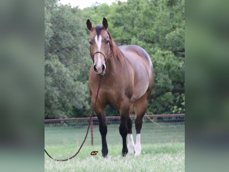 American Quarter Horse Castrone 14 Anni 152 cm Pelle di daino in Jacksboro TX