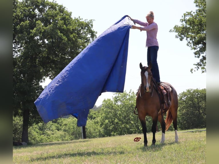 American Quarter Horse Castrone 14 Anni 152 cm Pelle di daino in Jacksboro TX