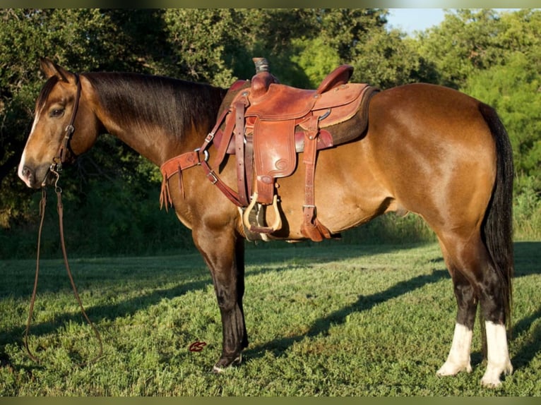 American Quarter Horse Castrone 14 Anni 152 cm Pelle di daino in Jacksboro TX