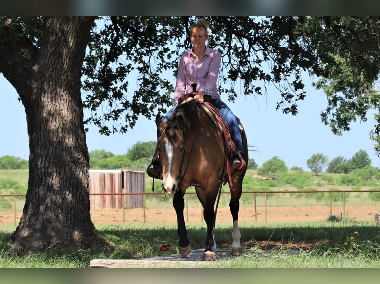 American Quarter Horse Castrone 14 Anni 152 cm Pelle di daino in Jacksboro TX