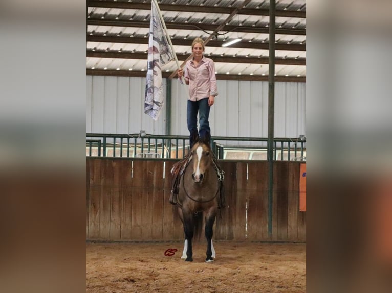 American Quarter Horse Castrone 14 Anni 152 cm Pelle di daino in Jacksboro TX