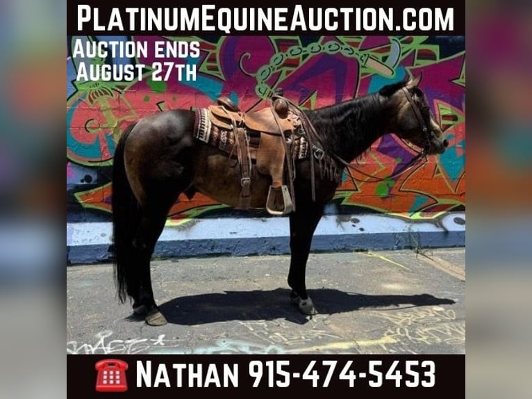 American Quarter Horse Castrone 14 Anni 152 cm Pelle di daino in El Paso TX