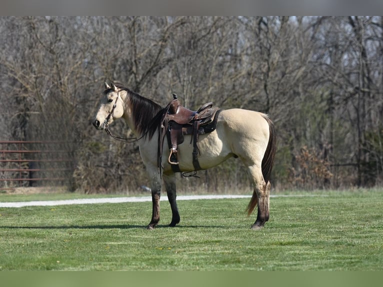 American Quarter Horse Castrone 14 Anni 152 cm Pelle di daino in LIsbon IA