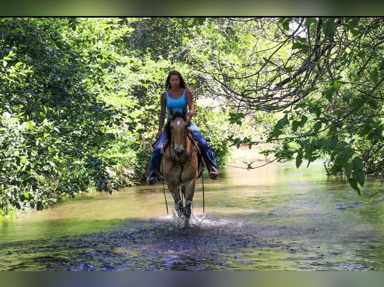 American Quarter Horse Castrone 14 Anni 152 cm Pelle di daino in Pleasant Grove CA