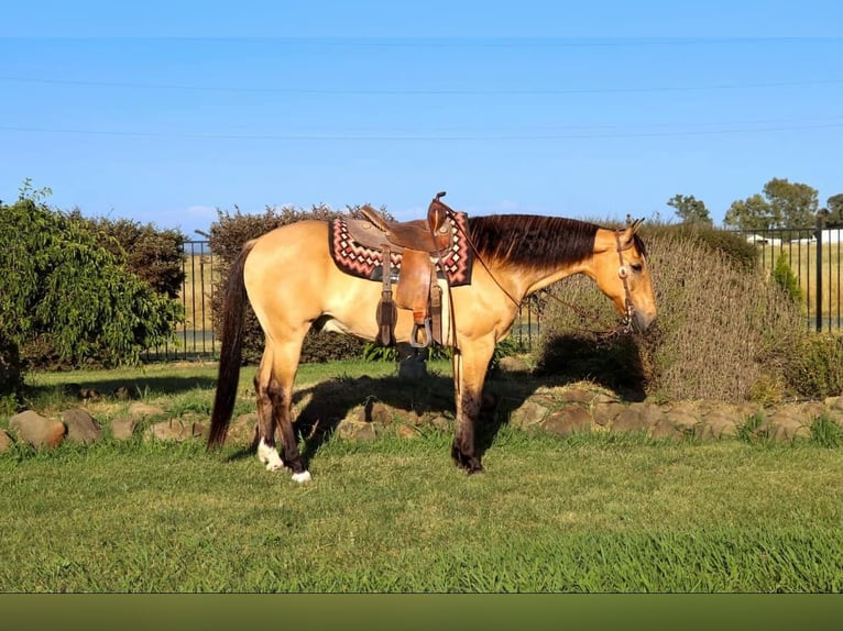 American Quarter Horse Castrone 14 Anni 152 cm Pelle di daino in Pleasant Grove CA