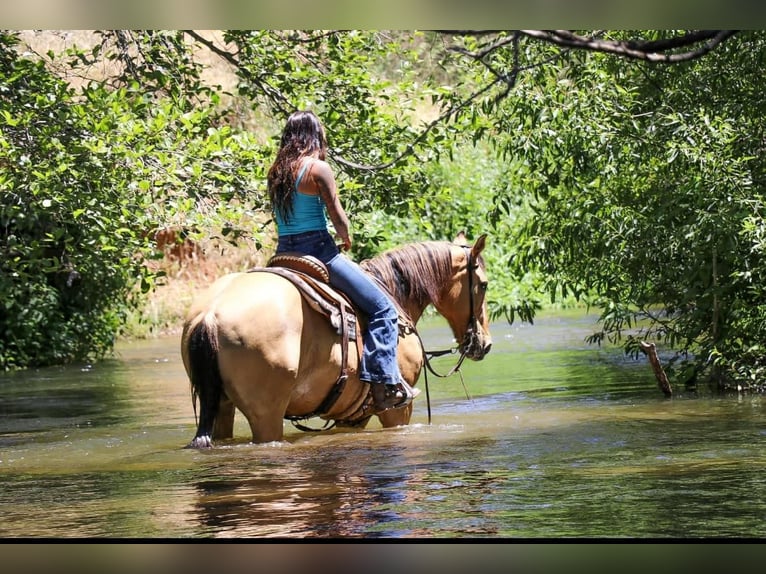 American Quarter Horse Castrone 14 Anni 152 cm Pelle di daino in Pleasant Grove CA