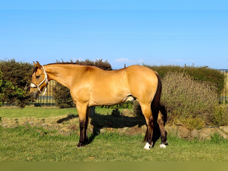 American Quarter Horse Castrone 14 Anni 152 cm Pelle di daino in Pleasant Grove GA