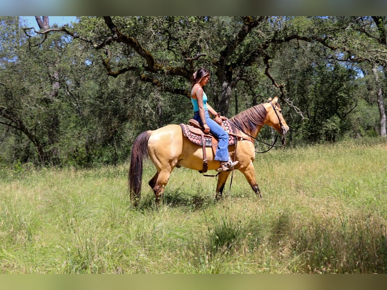 American Quarter Horse Castrone 14 Anni 152 cm Pelle di daino in Pleasant Grove GA