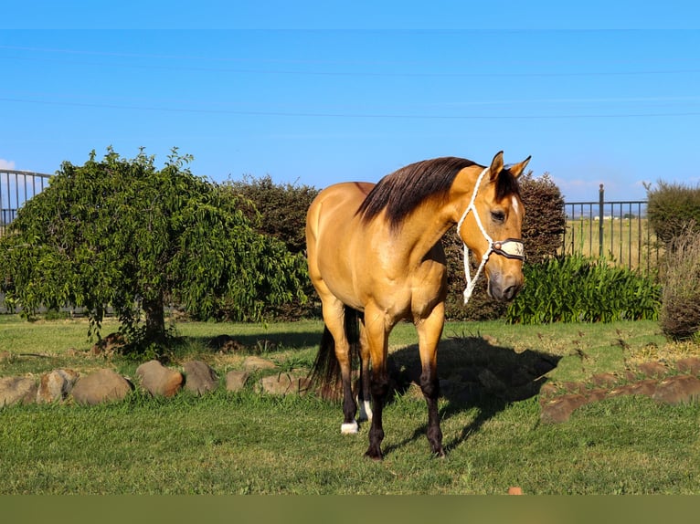 American Quarter Horse Castrone 14 Anni 152 cm Pelle di daino in Pleasant Grove GA