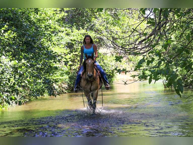 American Quarter Horse Castrone 14 Anni 152 cm Pelle di daino in Pleasant Grove GA