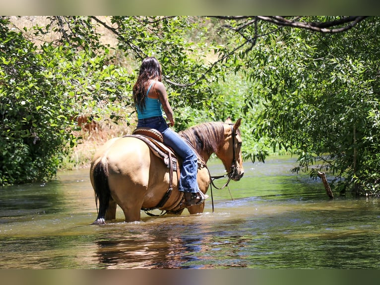 American Quarter Horse Castrone 14 Anni 152 cm Pelle di daino in Pleasant Grove GA