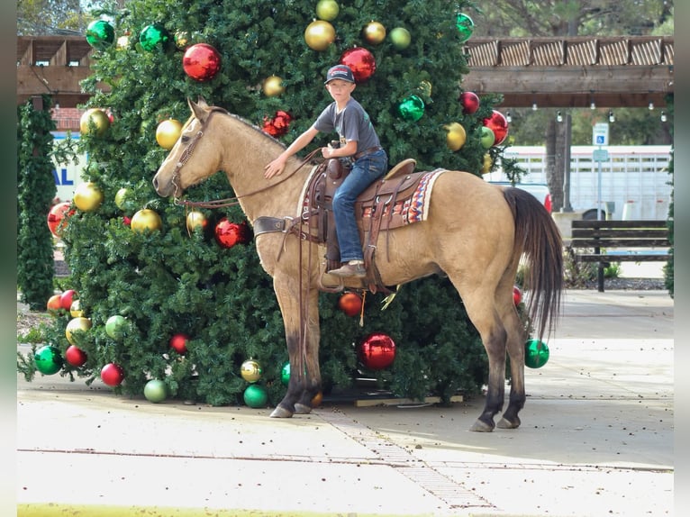 American Quarter Horse Castrone 14 Anni 152 cm Pelle di daino in Stephenville TX