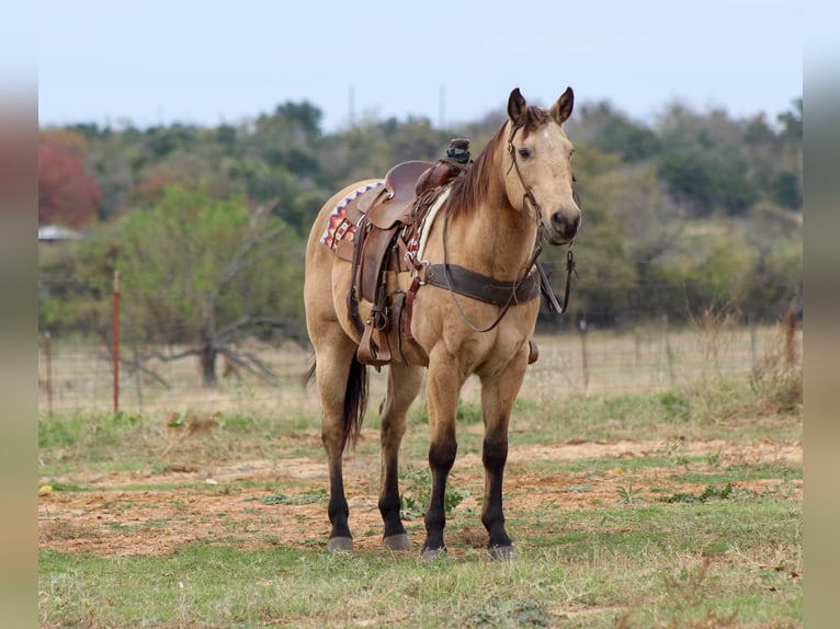 American Quarter Horse Castrone 14 Anni 152 cm Pelle di daino in Stephenville TX