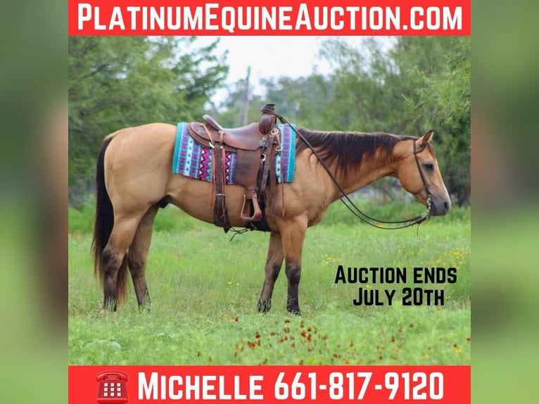 American Quarter Horse Castrone 14 Anni 152 cm Pelle di daino in Stephenville TX