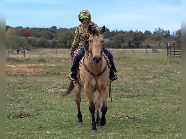 American Quarter Horse Castrone 14 Anni 152 cm Pelle di daino in Stephenville TX