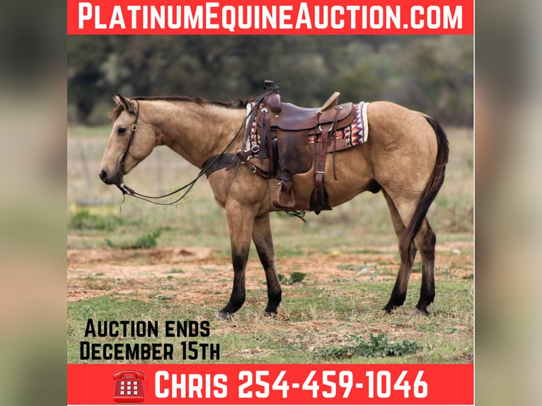 American Quarter Horse Castrone 14 Anni 152 cm Pelle di daino in Stephenville TX