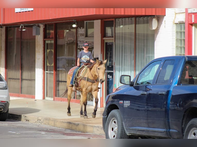 American Quarter Horse Castrone 14 Anni 152 cm Pelle di daino in Stephenville TX