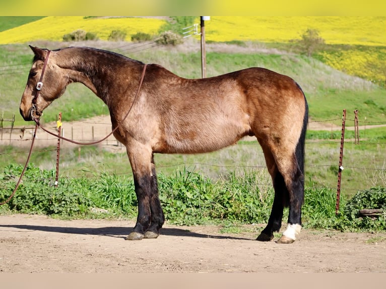 American Quarter Horse Castrone 14 Anni 152 cm Pelle di daino in Tres Pinos