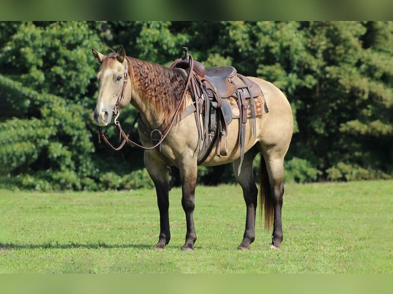 American Quarter Horse Castrone 14 Anni 152 cm Pelle di daino in Clarion, PA