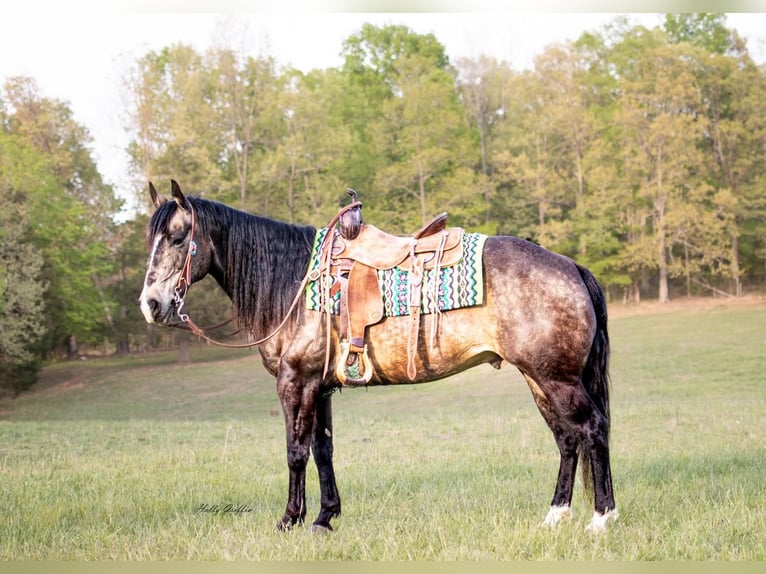 American Quarter Horse Castrone 14 Anni 152 cm Pelle di daino in Greenville, KY
