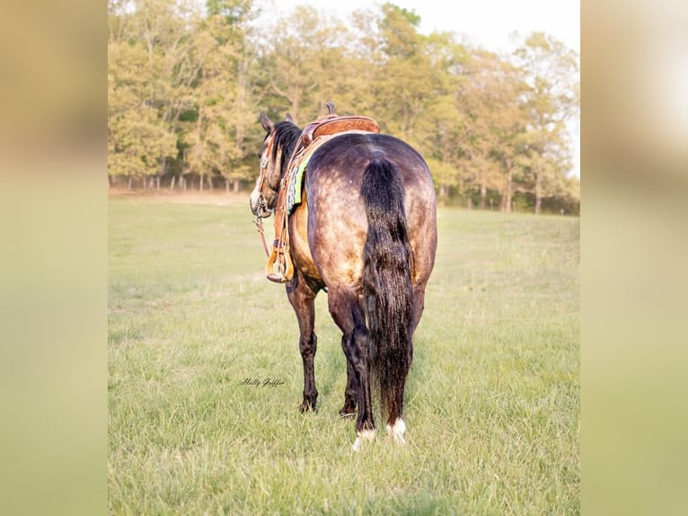 American Quarter Horse Castrone 14 Anni 152 cm Pelle di daino in Greenville, KY