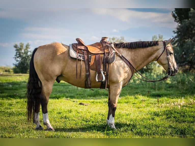 American Quarter Horse Mix Castrone 14 Anni 152 cm Pelle di daino in Powell, WY