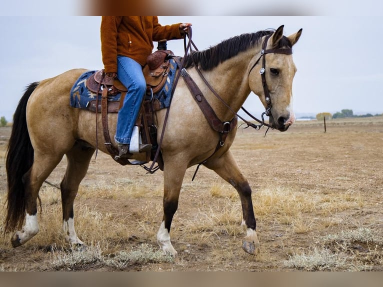 American Quarter Horse Mix Castrone 14 Anni 152 cm Pelle di daino in Powell, WY