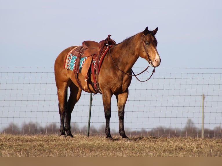 American Quarter Horse Castrone 14 Anni 152 cm Pelle di daino in Sonora KY