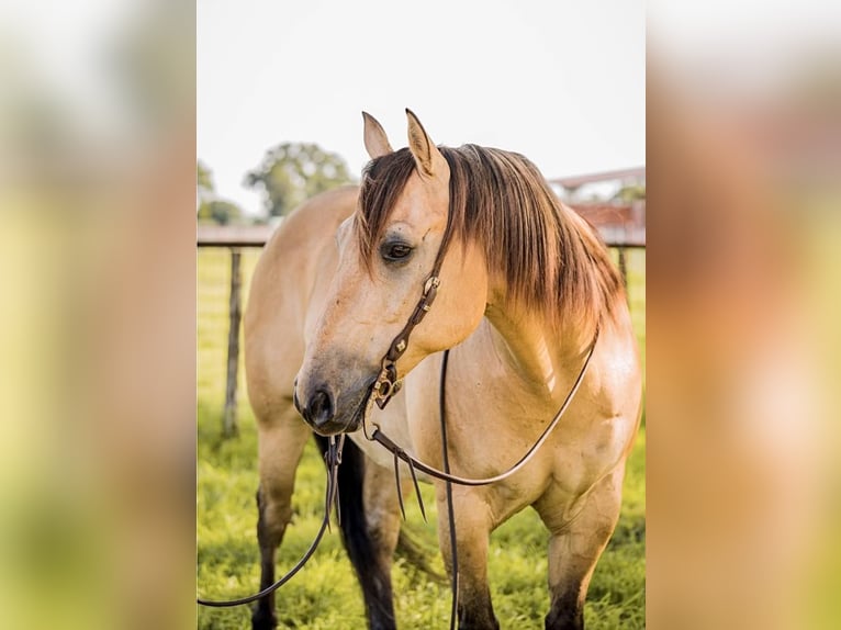 American Quarter Horse Castrone 14 Anni 152 cm Pelle di daino in Weatherford TX