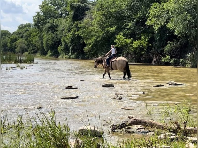 American Quarter Horse Castrone 14 Anni 152 cm Pelle di daino in Weatherford TX