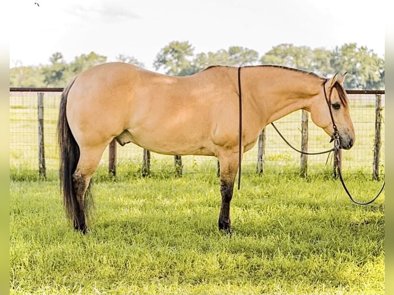 American Quarter Horse Castrone 14 Anni 152 cm Pelle di daino in Weatherford TX