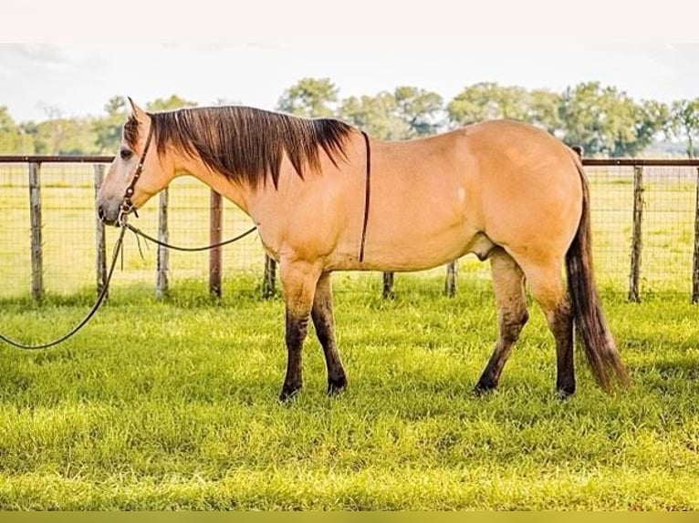 American Quarter Horse Castrone 14 Anni 152 cm Pelle di daino in Weatherford TX