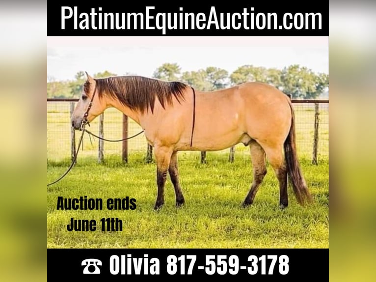 American Quarter Horse Castrone 14 Anni 152 cm Pelle di daino in Weatherford TX