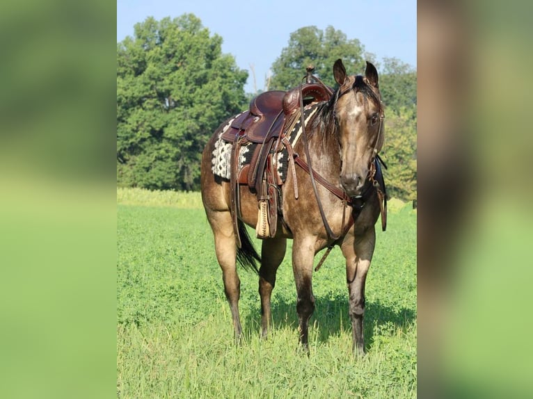 American Quarter Horse Mix Castrone 14 Anni 152 cm in Beaver Springs, PA